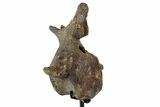 Triceratops Caudal Vertebrae On Stand - North Dakota #77966-3
